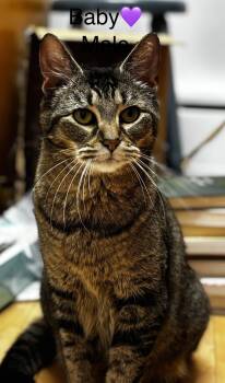 Domestic Long Hair Cats Available for Adoption - Mittens And Baby | PetCurious