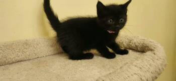 Adella -  Domestic Short Hair Cat Available for Adoption in Richmond, Virginia - Adella | PetCurious