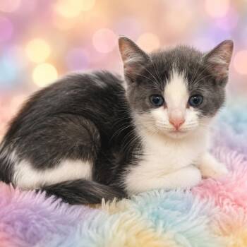 Curly Fries-C -  Domestic Short Hair Cat for Adoption in East St. Louis, Illinois - Curly Fries-C | PetCurious