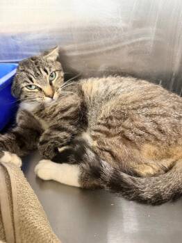 Jager -  Domestic Short Hair Cat for Adoption in Danielsville, Georgia - Jager | PetCurious
