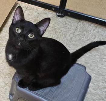 Perrey -  Domestic Short Hair Cat for Adoption in Tulsa, Oklahoma - Perrey | PetCurious