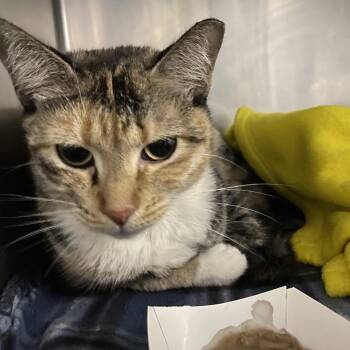 Claire -  Domestic Short Hair Cat for Adoption in Lakeland, Florida - Claire | PetCurious