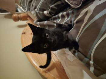 Armani -  Domestic Short Hair Cat for Adoption in San Diego, California - Armani | PetCurious