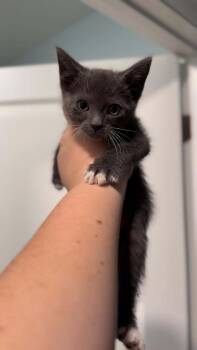 Rescue Domestic Short Hair Cats for Adoption in Moncks Corner, South Carolina - Harry Pawter | PetCurious