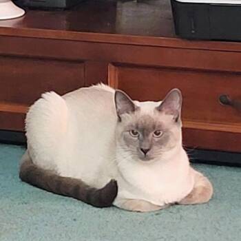 Siamese Cats Available for Adoption - Monkey (Community Assist) | PetCurious