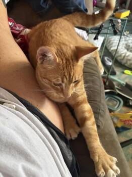 Goose -  Domestic Short Hair Cat Available for Adoption - Goose | PetCurious