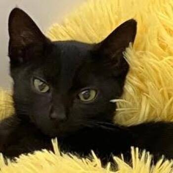 Harry Potter -  Domestic Short Hair Cat for Adoption in Green Valley, Arizona - Harry Potter | PetCurious