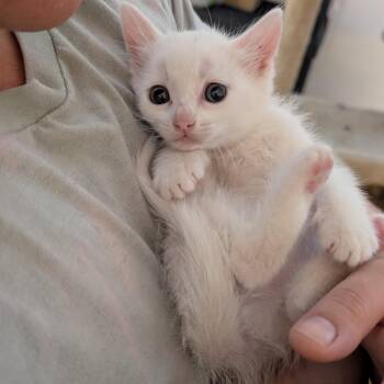 Bonnie -  Domestic Short Hair Cat for Adoption in Long Beach, California - Bonnie | PetCurious