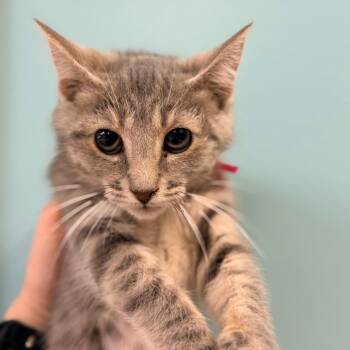 Domestic Short Hair Cats Available for Adoption in Columbus, Georgia - Athena | PetCurious
