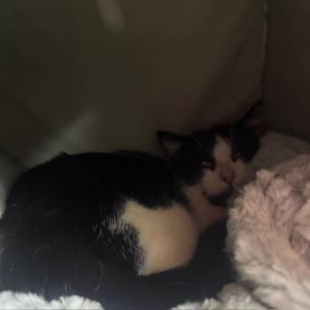 Domestic Medium Hair Cats Available for Adoption - Cat 03/1/2026 | PetCurious