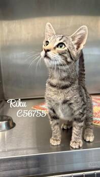 Riku -  Domestic Short Hair Cat for Adoption in Clarksville, Tennessee - Riku | PetCurious