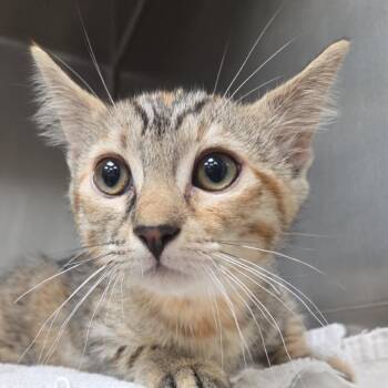 Truffles -  Domestic Short Hair Cat for Adoption in Goleta, California - Truffles | PetCurious