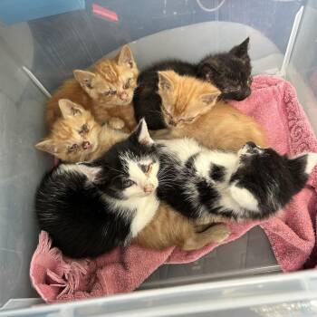 Forte -  Domestic Short Hair Cat for Adoption in Mt. Juliet, Tennessee - Forte | PetCurious