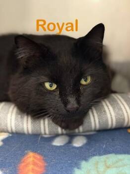 ROYAL Cat -  Domestic Long Hair Cat for Adoption in New Bern, North Carolina - ROYAL Cat | PetCurious