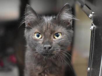Ricky -  Domestic Medium Hair Cat for Adoption in Portland, Oregon - Ricky | PetCurious