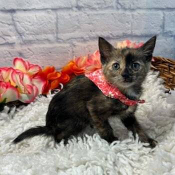 Opal -  Domestic Short Hair Cat for Adoption in Harrisonburg, Virginia - Opal | PetCurious
