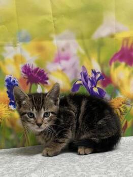 Domestic Short Hair Cats Available for Adoption in San Antonio, Texas - Zack | PetCurious