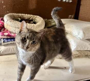 Stella -  Domestic Short Hair Cat for Adoption in Clifton, New Jersey - Stella | PetCurious