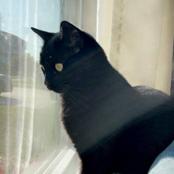 Jellybean -  Domestic Short Hair Cat for Adoption in Harrisonburg, Virginia - Jellybean | PetCurious