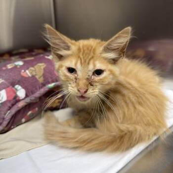 Cheez-Whiz -  Domestic Medium Hair Cat for Adoption in Donalsonville, Georgia - Cheez-Whiz | PetCurious