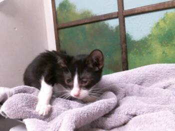 A2083912 -  Domestic Short Hair Cat for Adoption in Houston, Texas - A2083912 | PetCurious