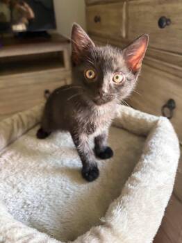 Pip - Sweet and affectionate -  Domestic Short Hair Cat for Adoption in Muskego, Wisconsin - Pip - Sweet And Affectionate | PetCurious