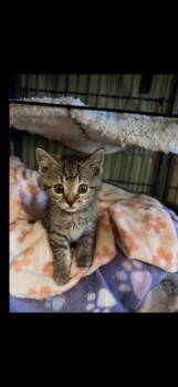 Domestic Short Hair Cats Available for Adoption in Sneads Ferry, North Carolina - Dixie | PetCurious