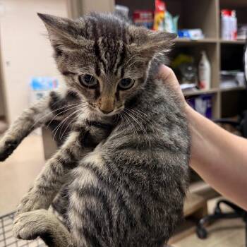 Audi -  Domestic Short Hair Cat for Adoption in Birmingham, Alabama - Audi | PetCurious