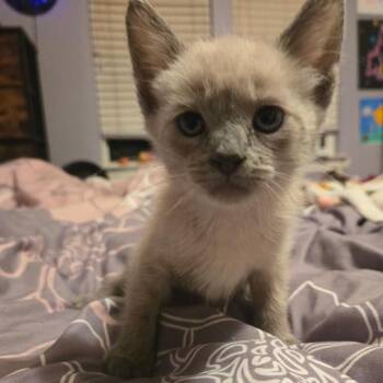 Dipper -  Siamese Cat for Adoption in Calimesa, California - Dipper | PetCurious