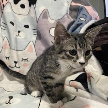 Zagara -  Domestic Short Hair Cat for Adoption in Bentonville, Arkansas - Zagara | PetCurious
