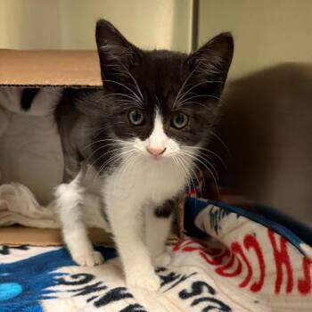 Domestic Medium Hair Cats Available for Adoption in Columbus, Georgia - 05/05/2026-Stray-AuburnAve | PetCurious