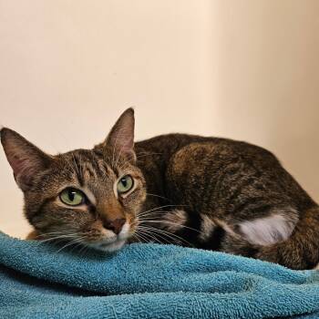 Rescue Domestic Short Hair Cats for Adoption in Harrisonburg, Virginia - Brownie | PetCurious