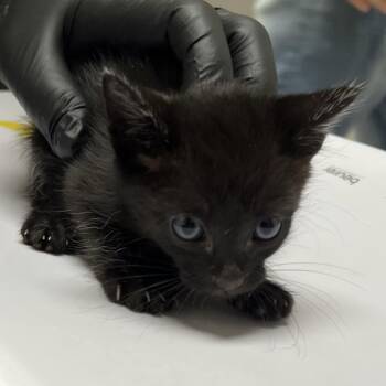 Castle -  Domestic Short Hair Cat for Adoption in Lufkin, Texas - Castle | PetCurious