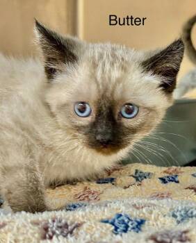 Butter -  Domestic Short Hair and Siamese Cat for Adoption in St. George, Utah - Butter | PetCurious