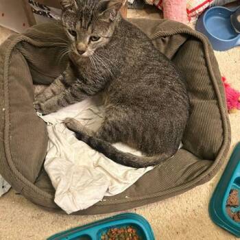 Domestic Short Hair Cats Available for Adoption in League City, Texas - Lola | PetCurious