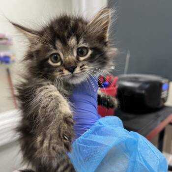Snook- Ums -  Domestic Short Hair Cat for Adoption in Pekin, Illinois - Snook- Ums | PetCurious