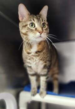 Rescue Domestic Short Hair Cats for Adoption in Cincinnati, Ohio - Genealogy | PetCurious
