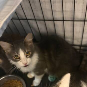 Rescue Domestic Long Hair Cats for Adoption in Pennsville Township, New Jersey - Syrah | PetCurious