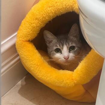 Scarlet -  Domestic Short Hair Cat for Adoption in Fort Lauderdale, Florida - Scarlet | PetCurious