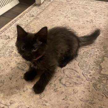Domestic Medium Hair Cats Available for Adoption in Evansville, Indiana - Ghost | PetCurious
