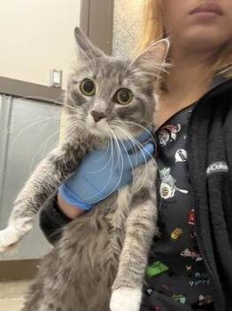 Marge -  Domestic Long Hair and Domestic Short Hair Cat for Adoption in Palm Coast, Florida - Marge | PetCurious