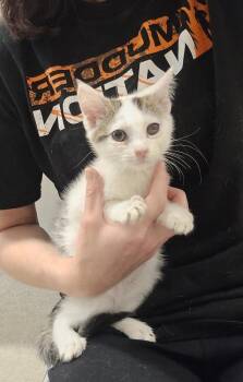 Rogue -  Domestic Short Hair Cat for Adoption in Dickson, Tennessee - Rogue | PetCurious
