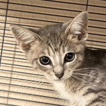 Schroeder -  Domestic Medium Hair Cat for Adoption in Pleasanton, California - Schroeder | PetCurious