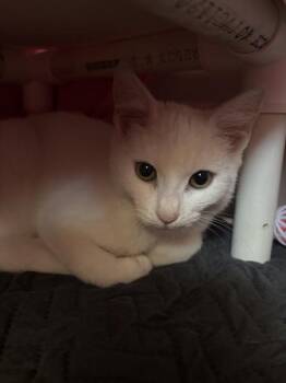 Spaghetti -  Domestic Short Hair Cat for Adoption in Santa Rosa, California - Spaghetti | PetCurious