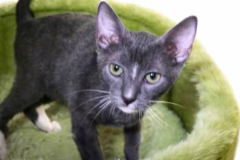 RED -  Domestic Short Hair Cat for Adoption in Fort Lauderdale, Florida - RED | PetCurious