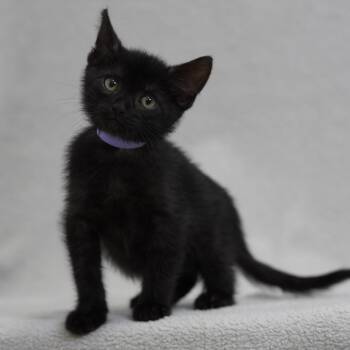 Tito (lavender) -  Domestic Short Hair Cat for Adoption in Sunnyvale, California - Tito (lavender) | PetCurious