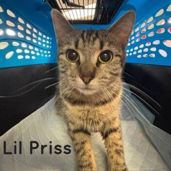Lil