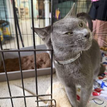 Sabrina -  Domestic Short Hair Cat for Adoption in Warren, Ohio - Sabrina | PetCurious
