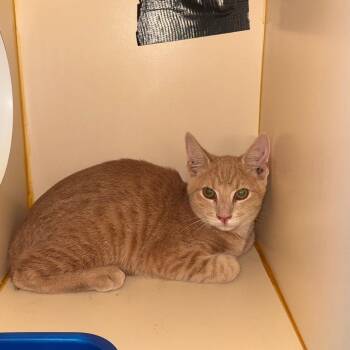 Webster -  Domestic Short Hair Cat for Adoption in Lake Jackson, Texas - Webster | PetCurious