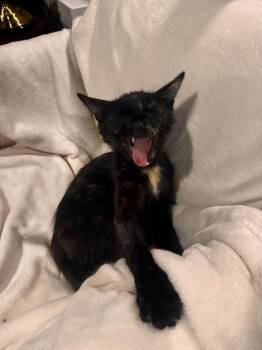 Nova -  Domestic Short Hair Cat for Adoption in Chicago, Illinois - Nova | PetCurious